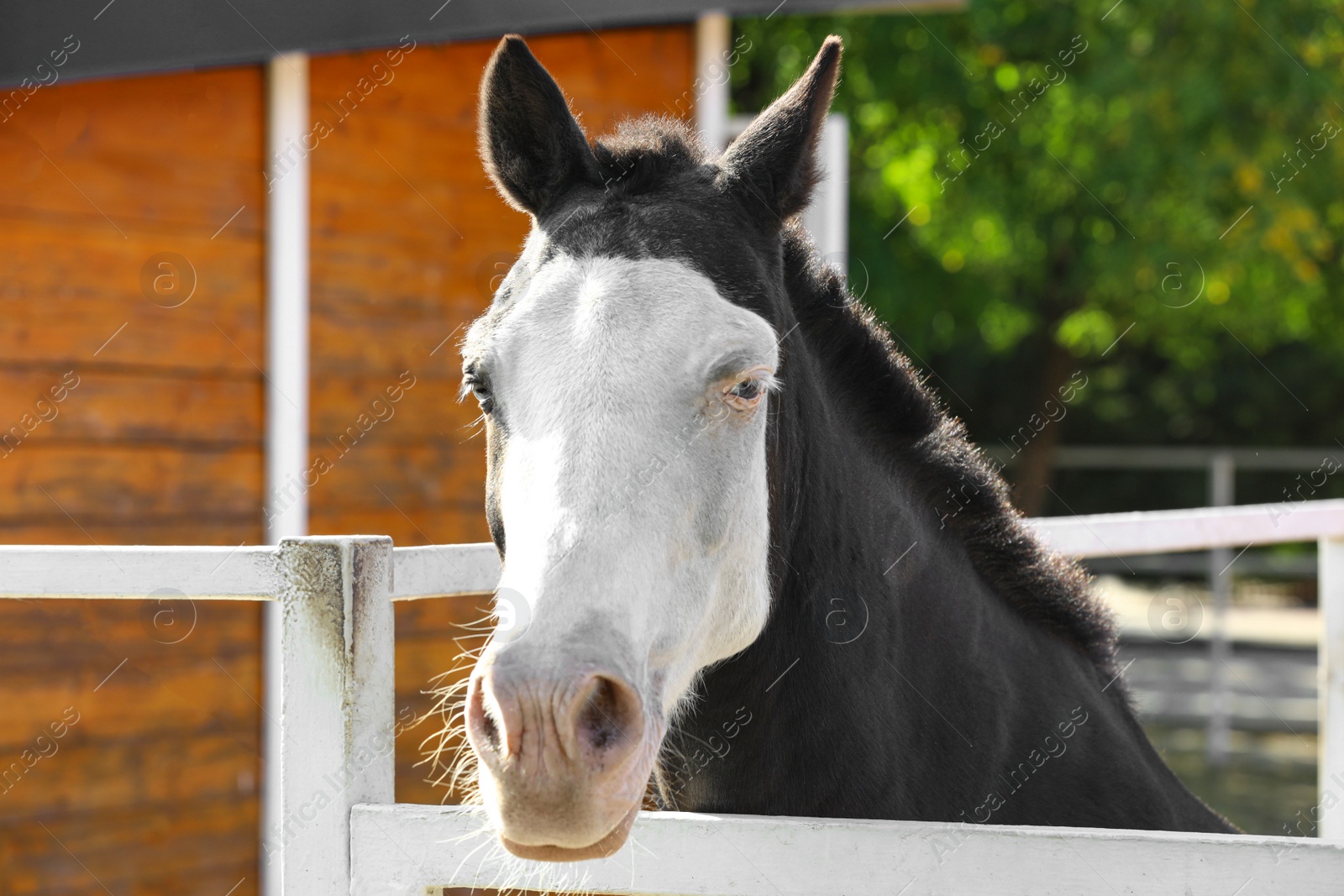 Photo of Splashed white horse at light fence outdoors