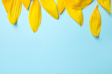 Fresh yellow sunflower petals on light blue background, flat lay. Space for text