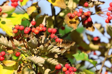 Photo of Rowan tree branches with red berries outdoors on sunny day