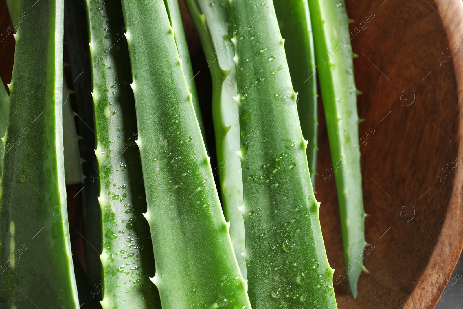 Photo of Fresh aloe vera leaves, closeup view