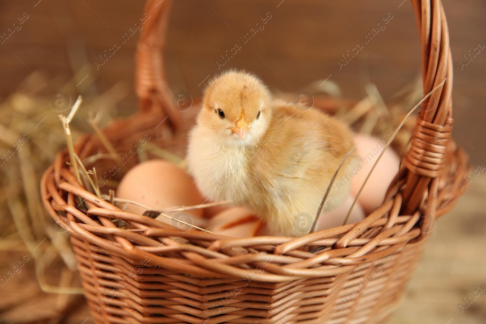 Photo of Cute chick and wicker basket on blurred background. Baby animal