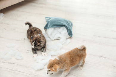 Photo of Cute Akita inu puppies playing with ripped pillow filler indoors. Mischievous dogs