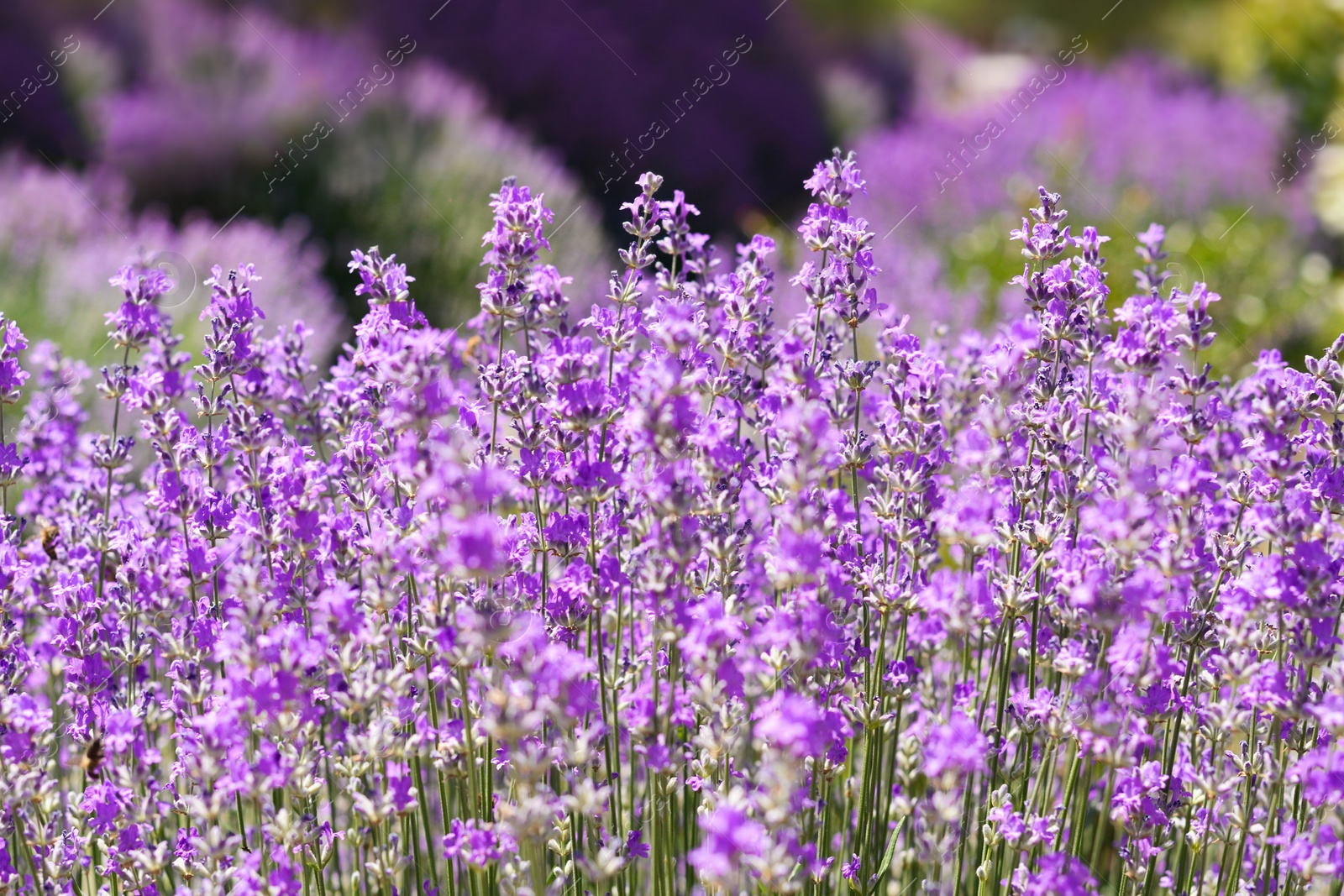 Photo of Beautiful lavender flowers growing in field, closeup