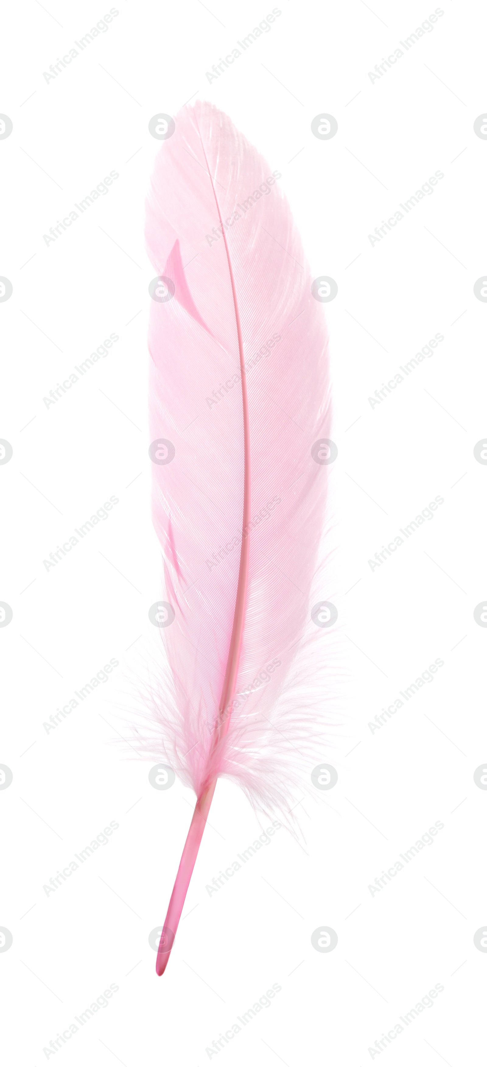 Photo of Beautiful delicate pink feather isolated on white