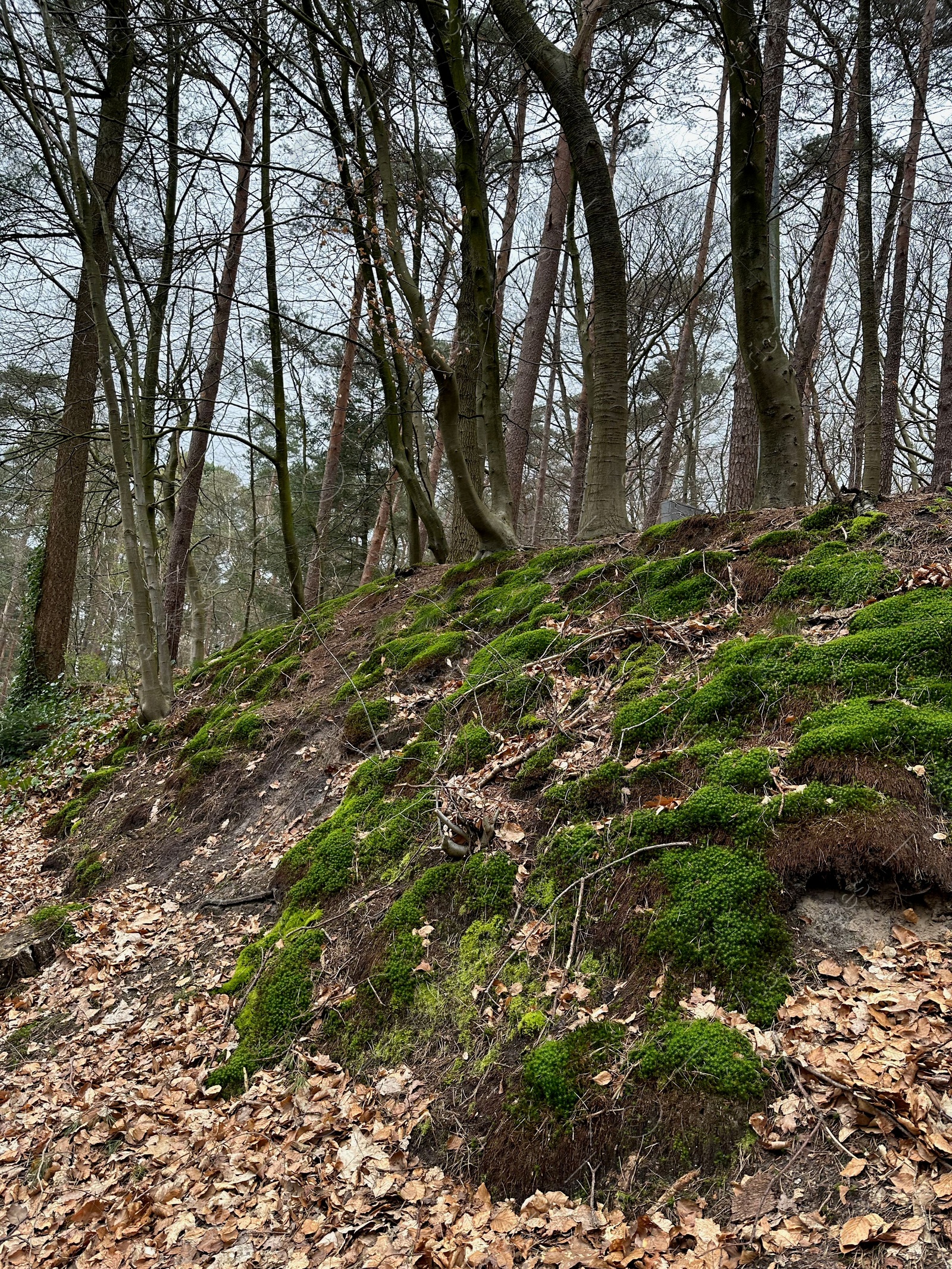 Photo of Beautiful trees, fallen leaves and green moss in forest