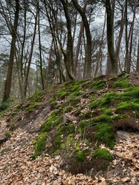 Beautiful trees, fallen leaves and green moss in forest