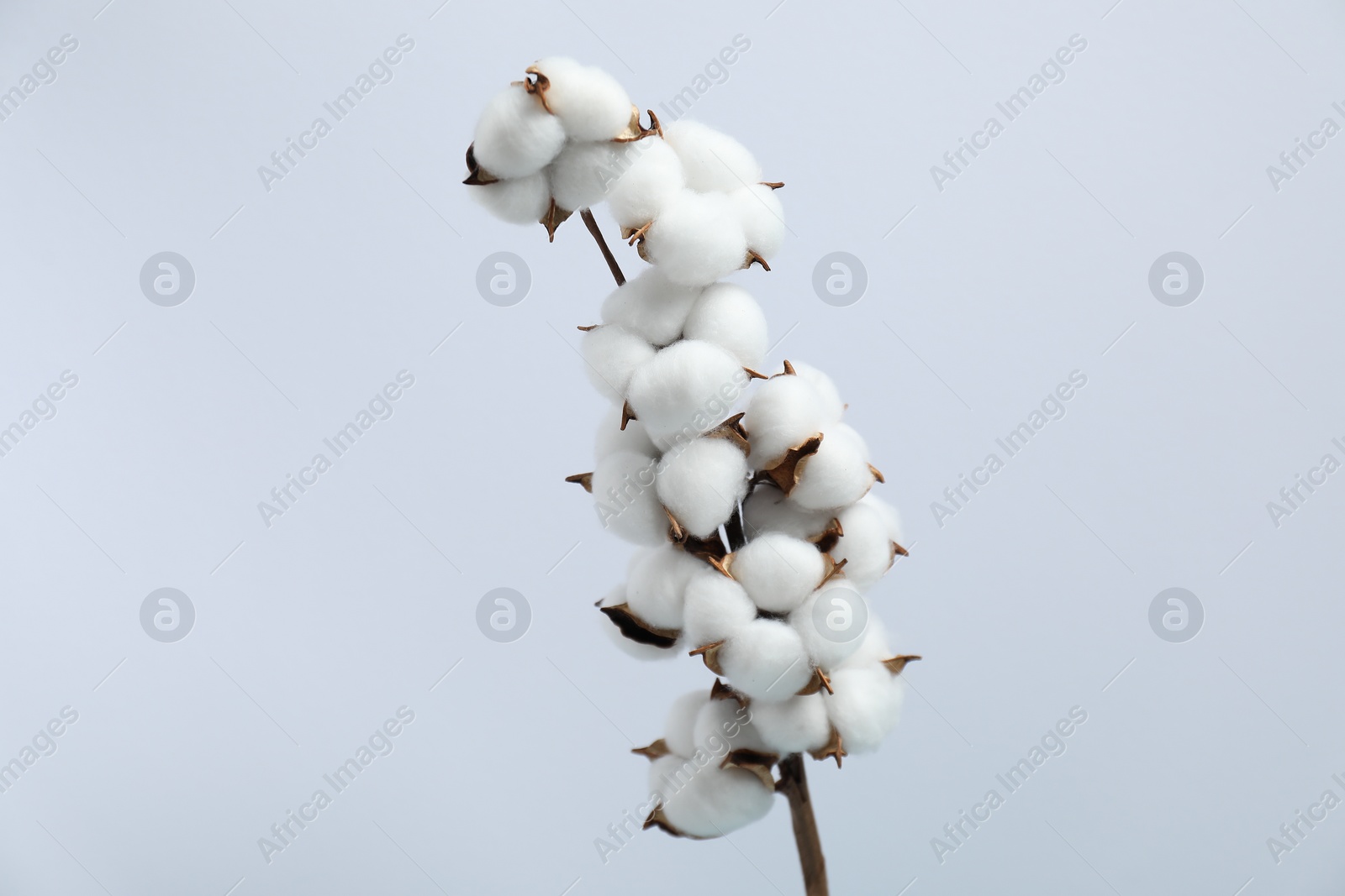 Photo of Beautiful cotton branch with fluffy flowers on light background