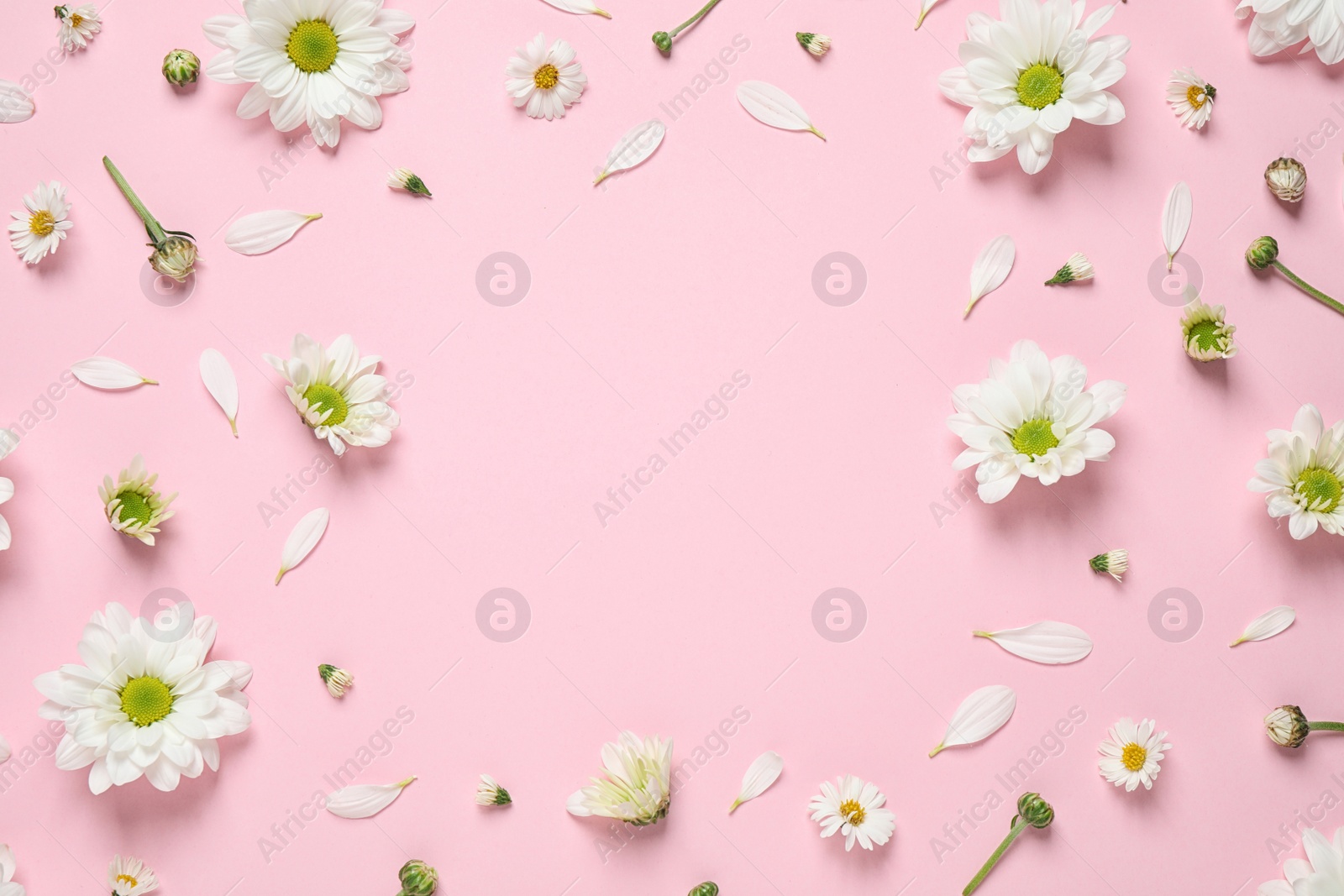 Photo of Flat lay composition with beautiful white chamomile flowers on pink background. Space for text