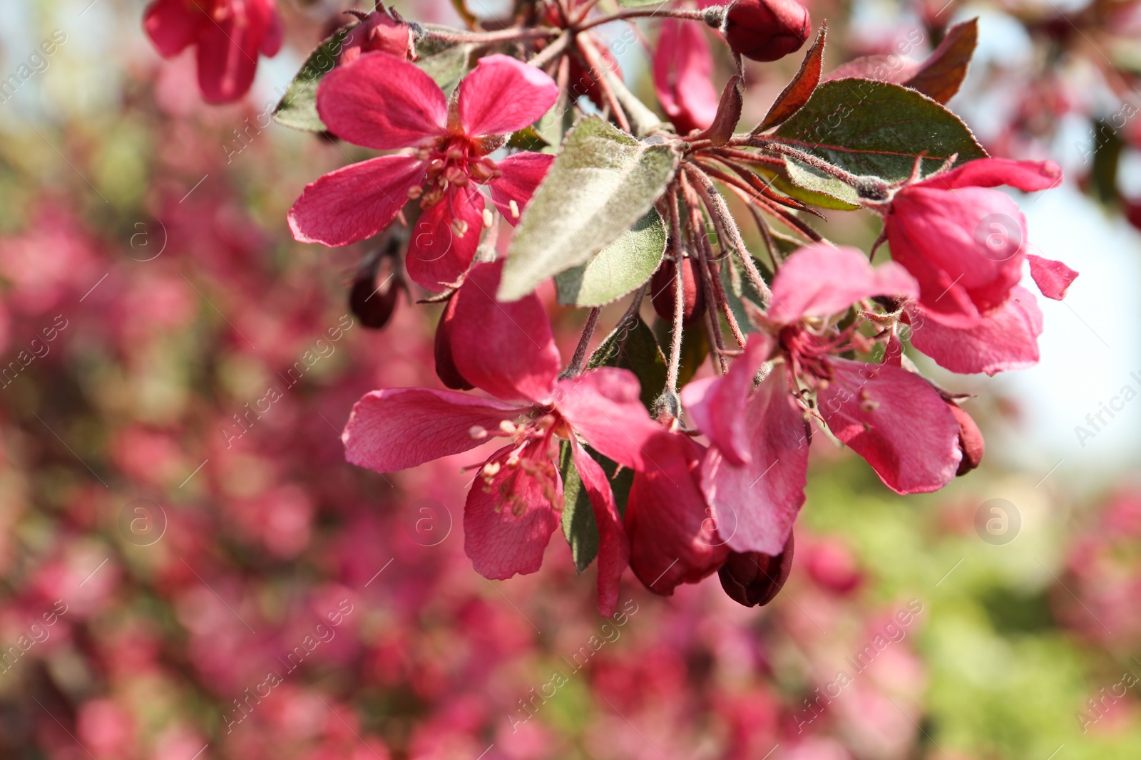 Photo of Closeup view of blossoming tree outdoors on sunny spring day