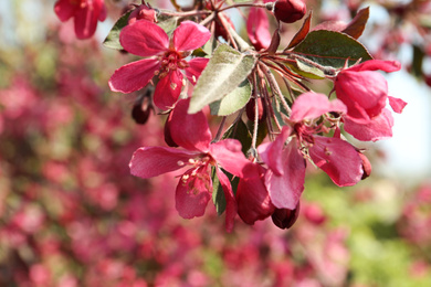 Closeup view of blossoming tree outdoors on sunny spring day