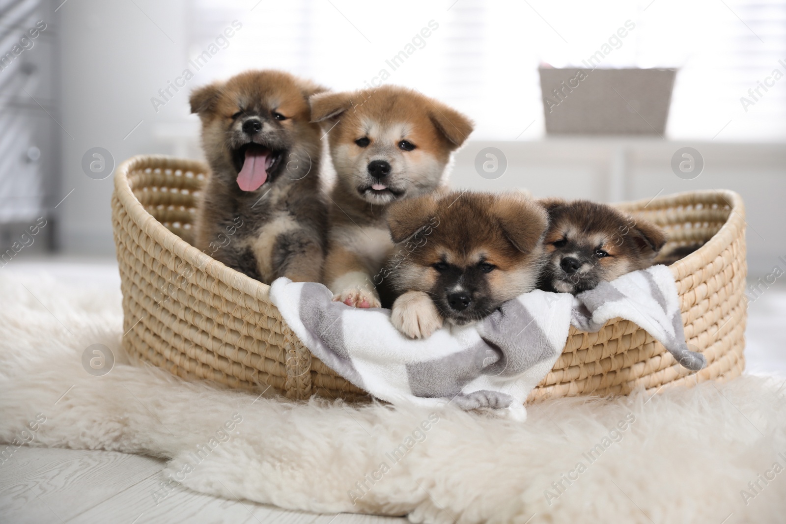 Photo of Cute Akita Inu puppies in wicker basket indoors