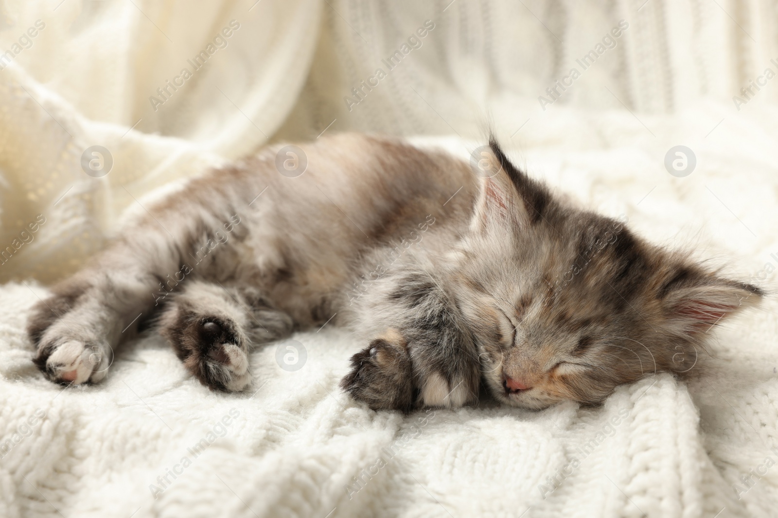 Photo of Cute kitten sleeping on white knitted blanket