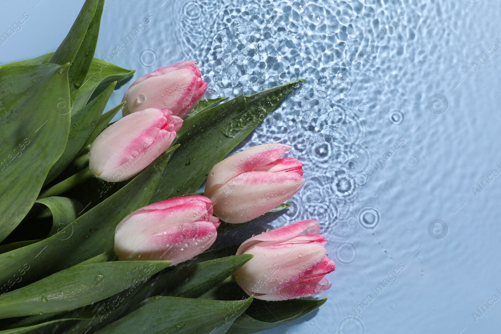 Photo of Beautiful tulips in water on light blue background, top view. Space for text