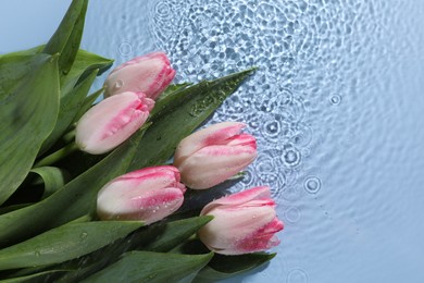 Beautiful tulips in water on light blue background, top view. Space for text