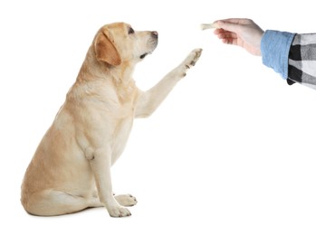 Woman giving tasty bone shaped cookie to her dog on white background, closeup