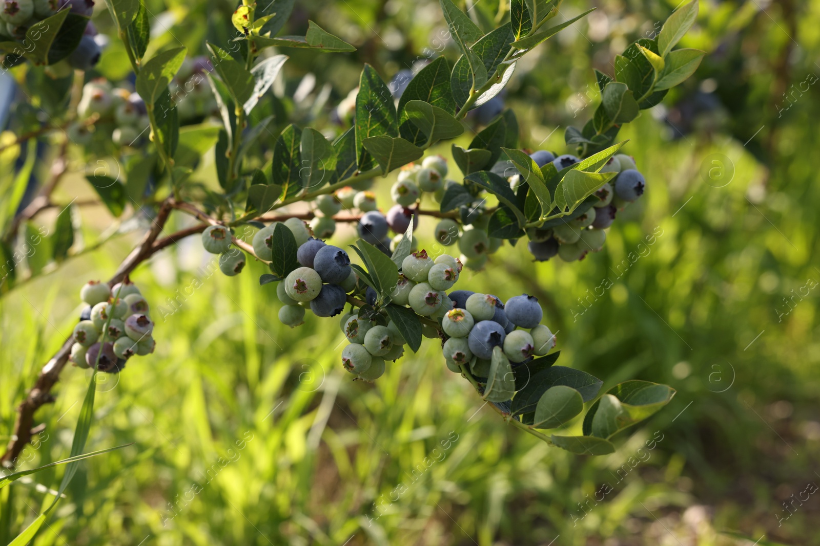 Photo of Bush of wild blueberry with berries growing outdoors