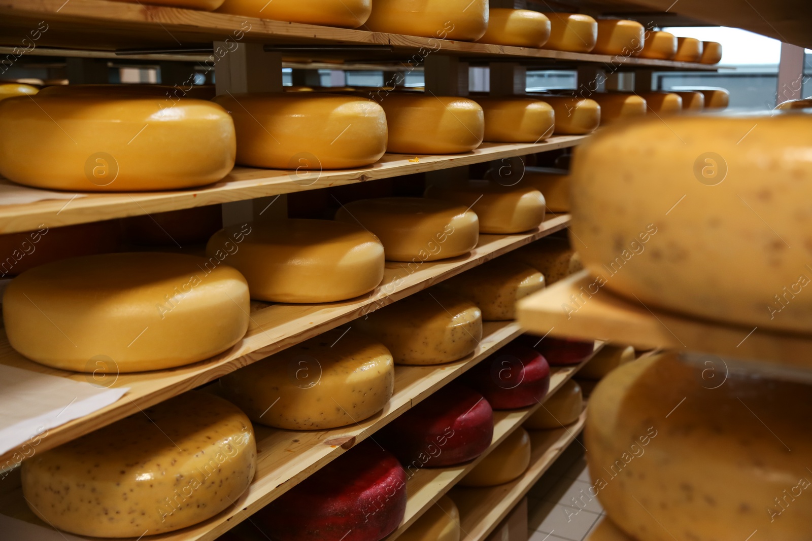 Photo of Fresh cheese heads on rack in factory warehouse