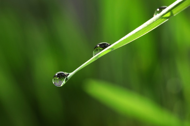 Water drops on grass blade against blurred background, closeup