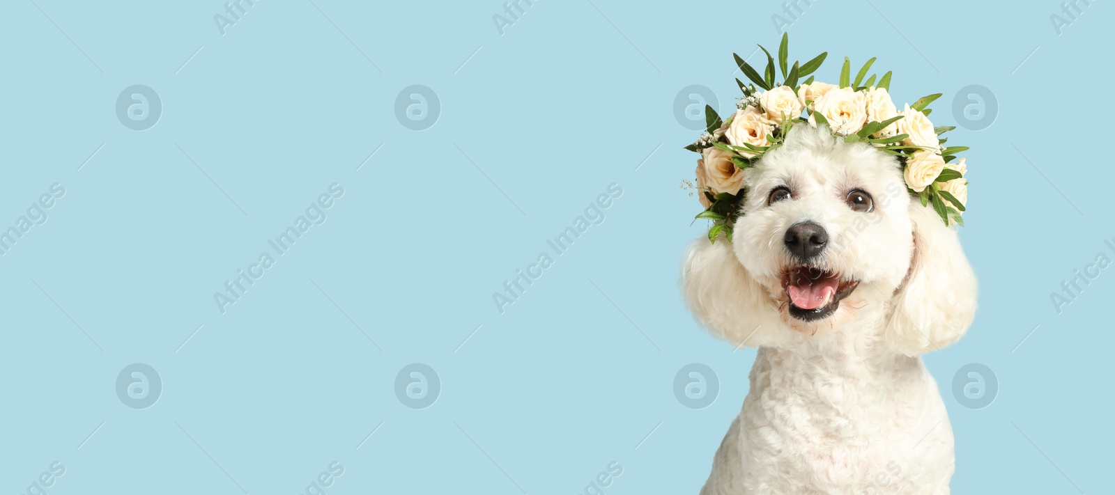 Image of Happy pet. Cute Bichon dog with wreath of flowers smiling on pale light blue background, space for text. Banner design