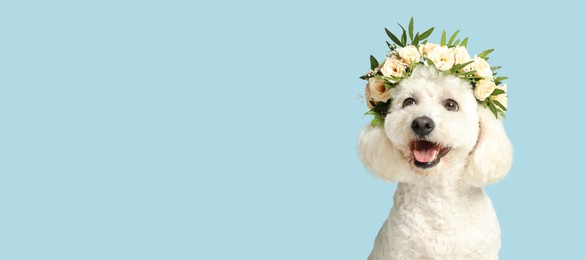 Image of Happy pet. Cute Bichon dog with wreath of flowers smiling on pale light blue background, space for text. Banner design
