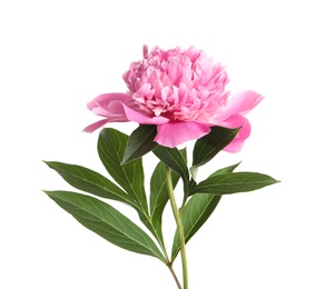Photo of Beautiful fresh peony flower with leaves on white background