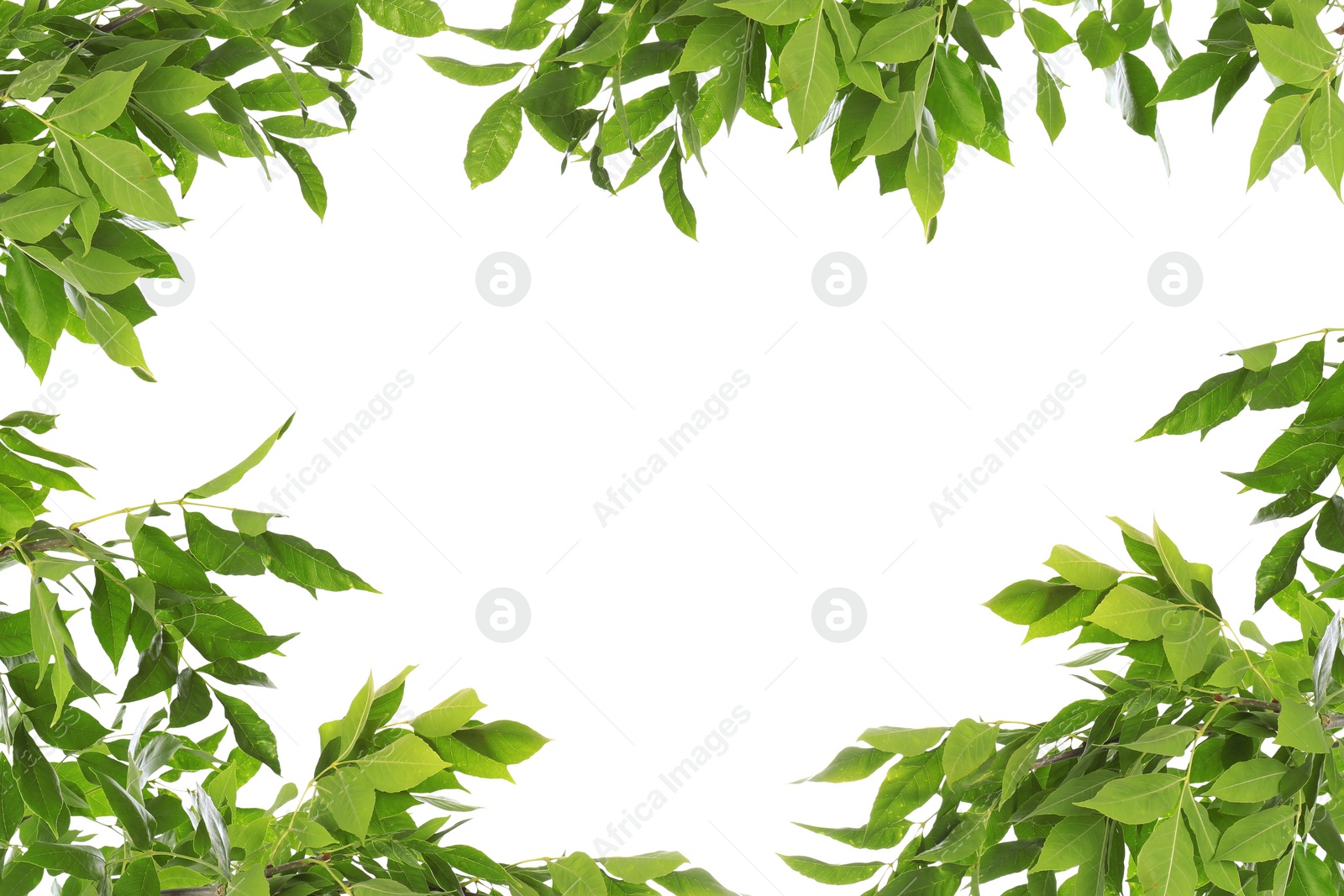 Image of Frame of beautiful vibrant green leaves on white background