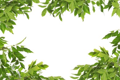 Image of Frame of beautiful vibrant green leaves on white background