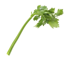 Photo of Fresh green celery stem with leaves isolated on white