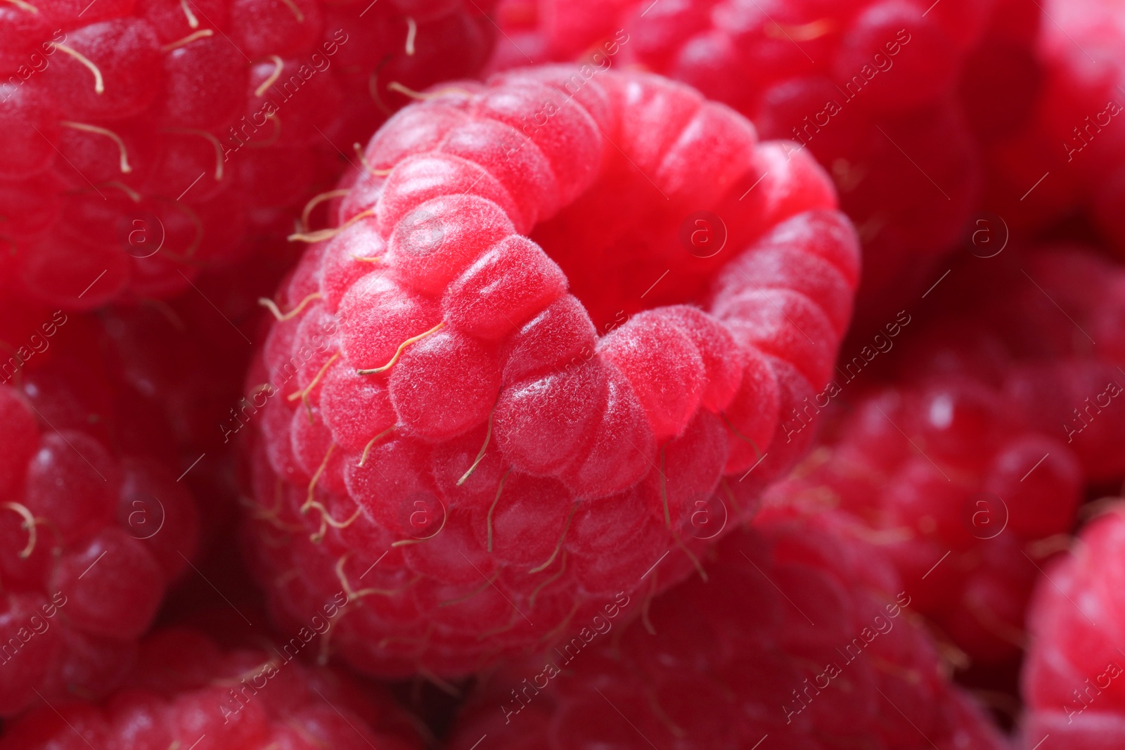 Photo of Many fresh ripe raspberries as background, closeup