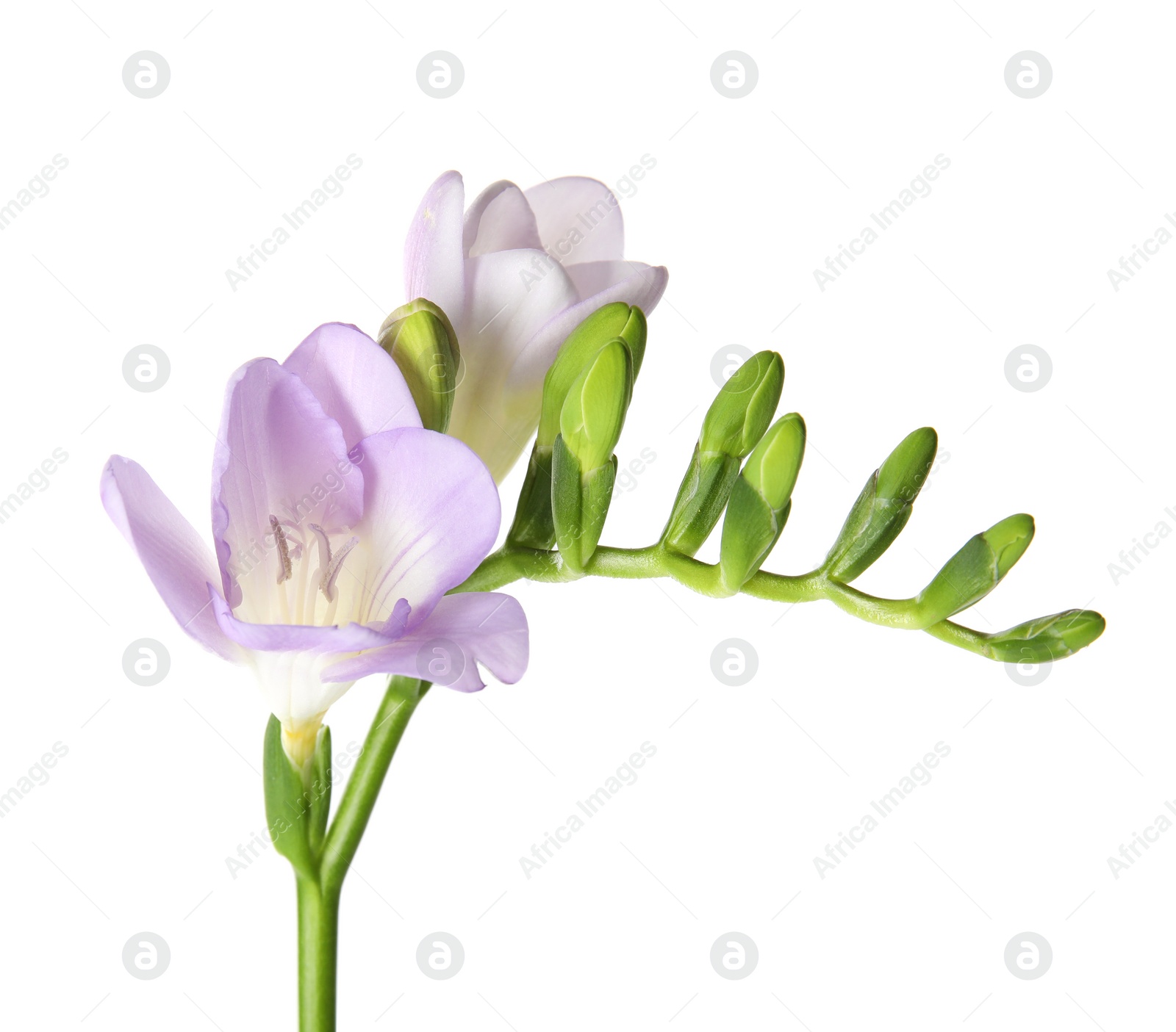 Photo of Beautiful freesia with fragrant flowers on white background