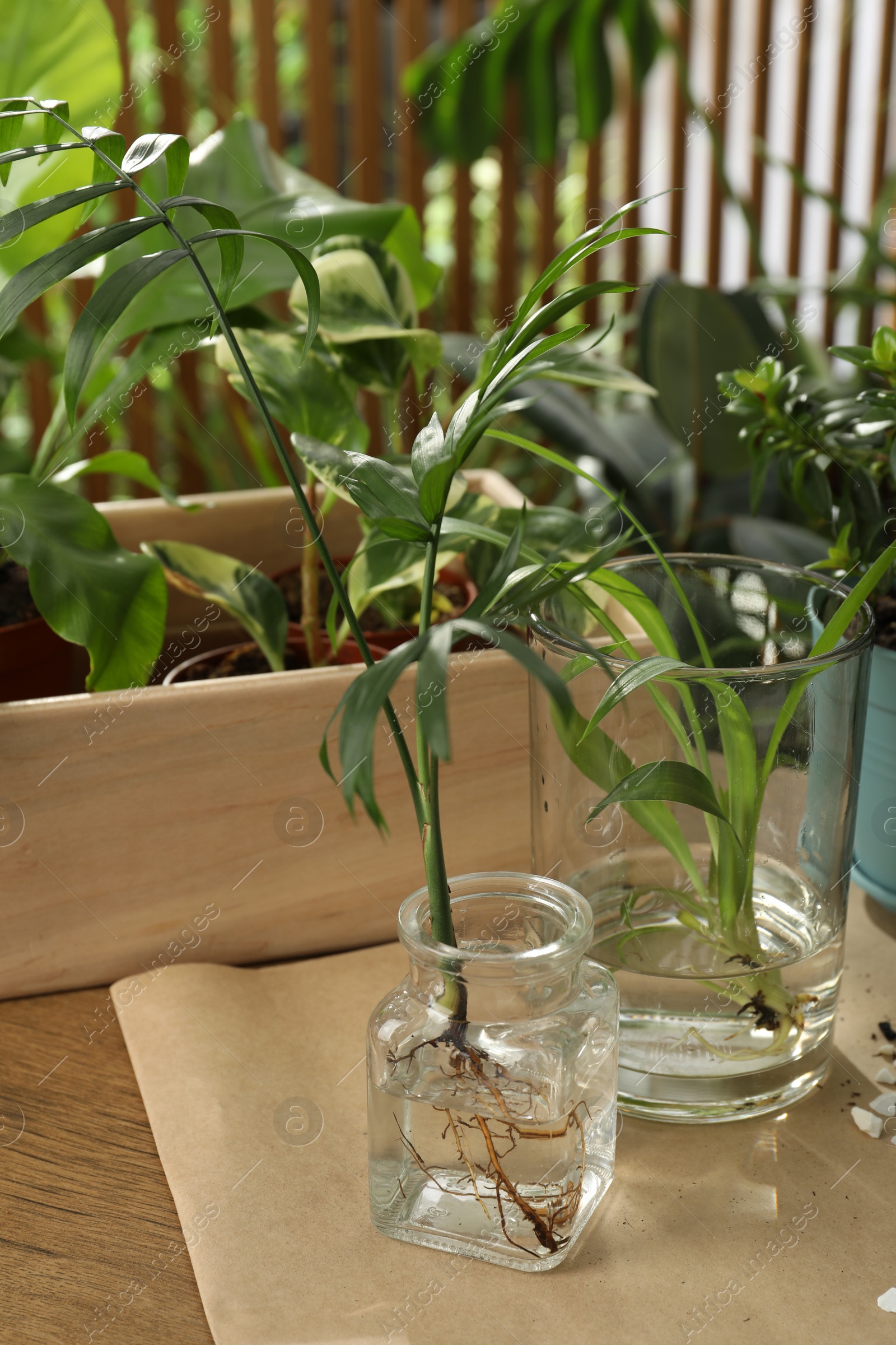 Photo of Exotic house plants in water on wooden table