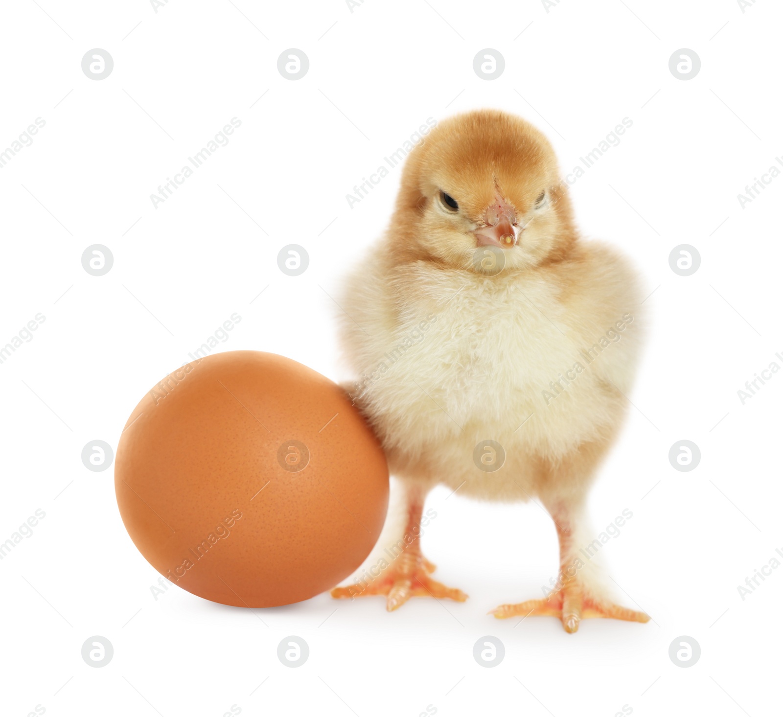 Photo of Cute chick and egg on white background. Baby animal