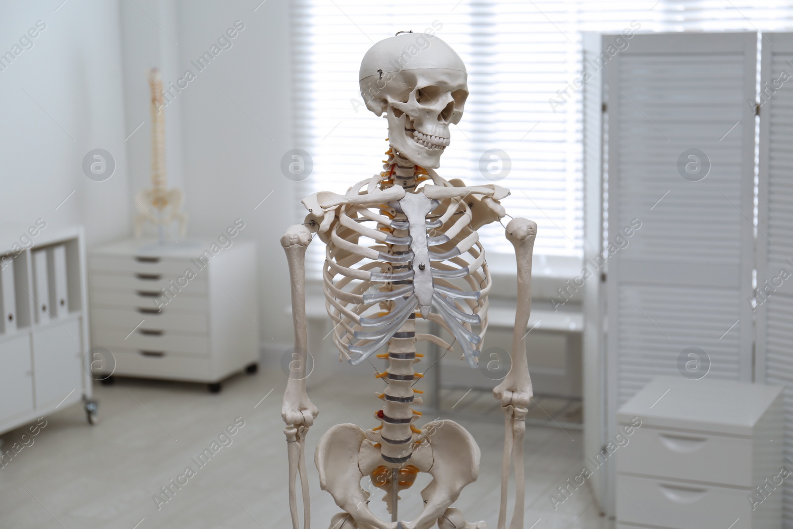 Photo of Human skeleton model in modern orthopedist's office