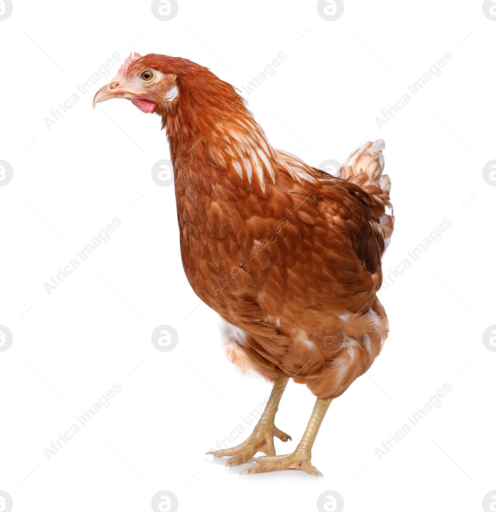 Photo of Beautiful chicken on white background. Domestic animal