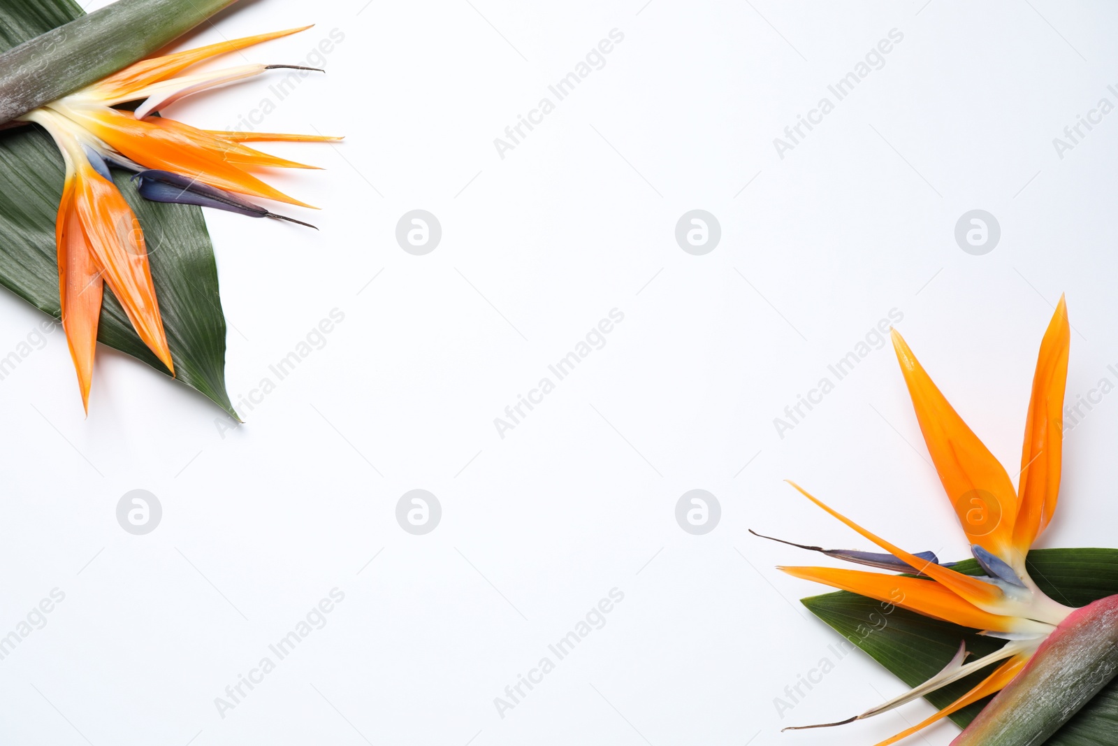 Photo of Bird of Paradise tropical flowers on white background, top view