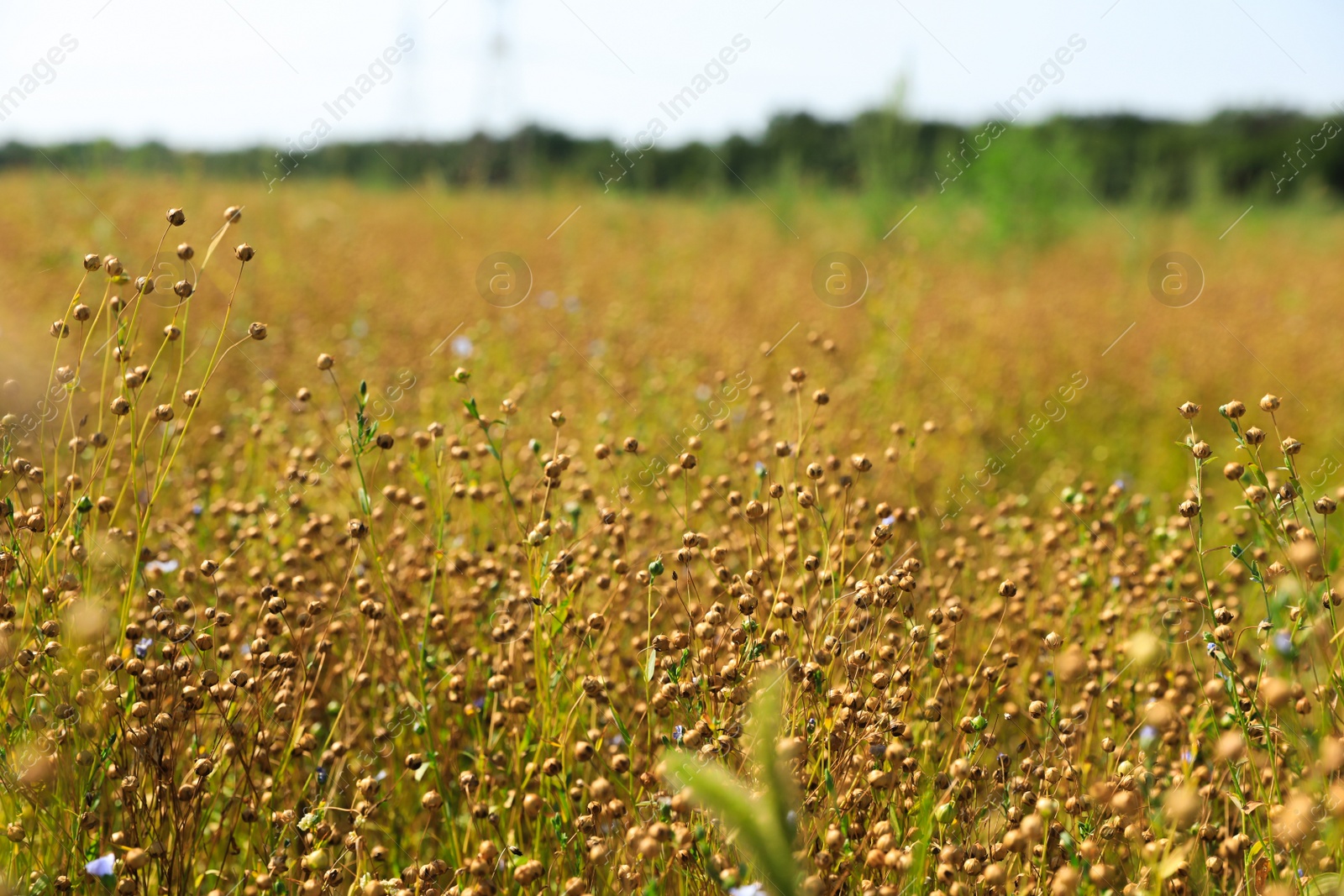 Photo of Beautiful flax plants with dry capsules in field on sunny day