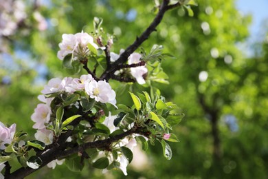 Closeup view of blossoming tree with white flowers outdoors