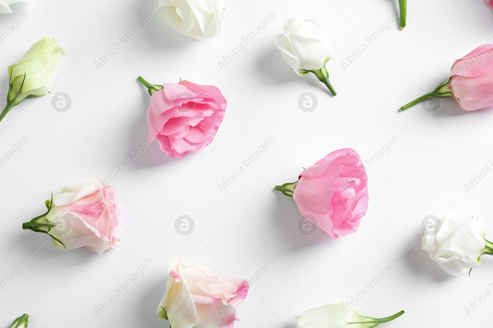 Photo of Flat lay composition with beautiful Eustoma flowers on light background