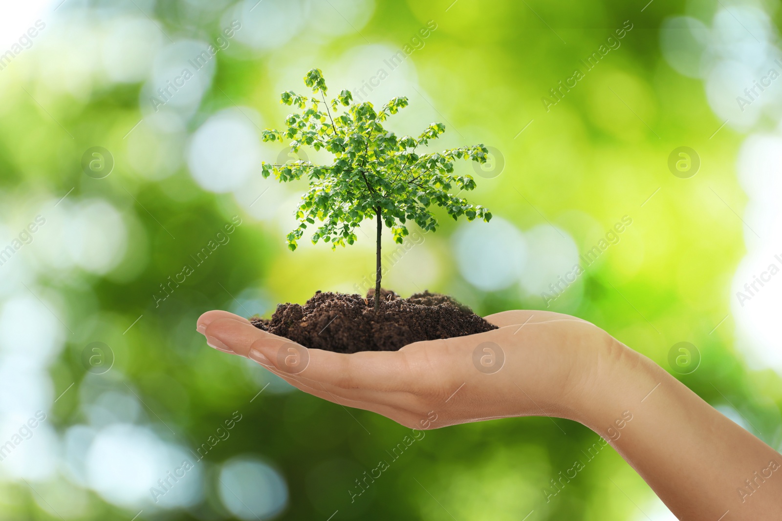 Image of Woman holding pile of soil with small tree on blurred green background, closeup. Eco friendly lifestyle 