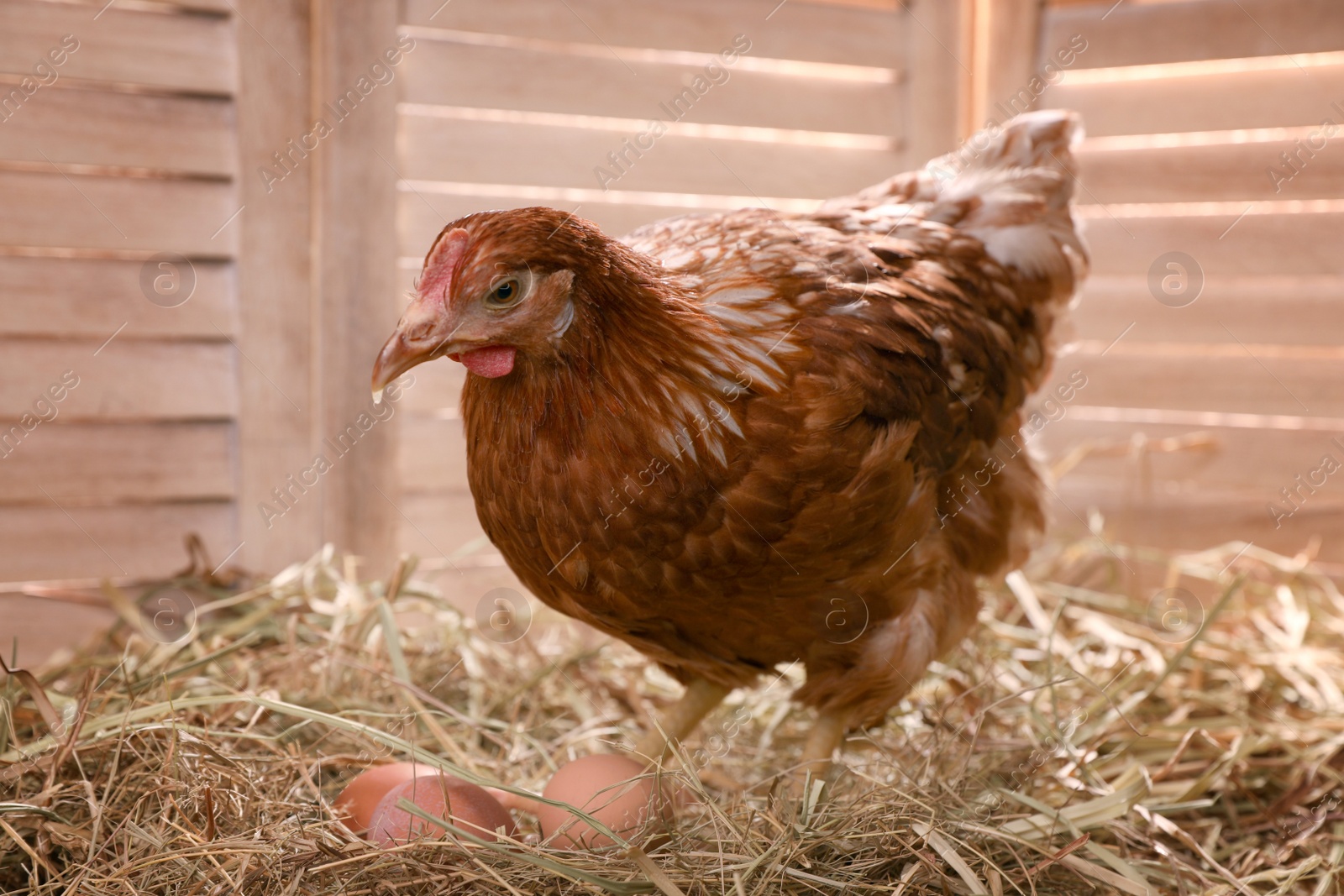 Photo of Beautiful chicken with eggs on hay in henhouse