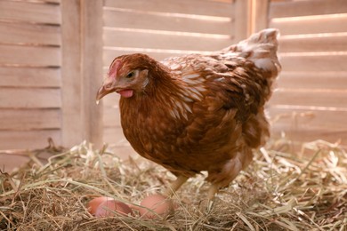 Photo of Beautiful chicken with eggs on hay in henhouse