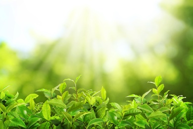 Tea plantation. Plants with fresh green leaves, closeup