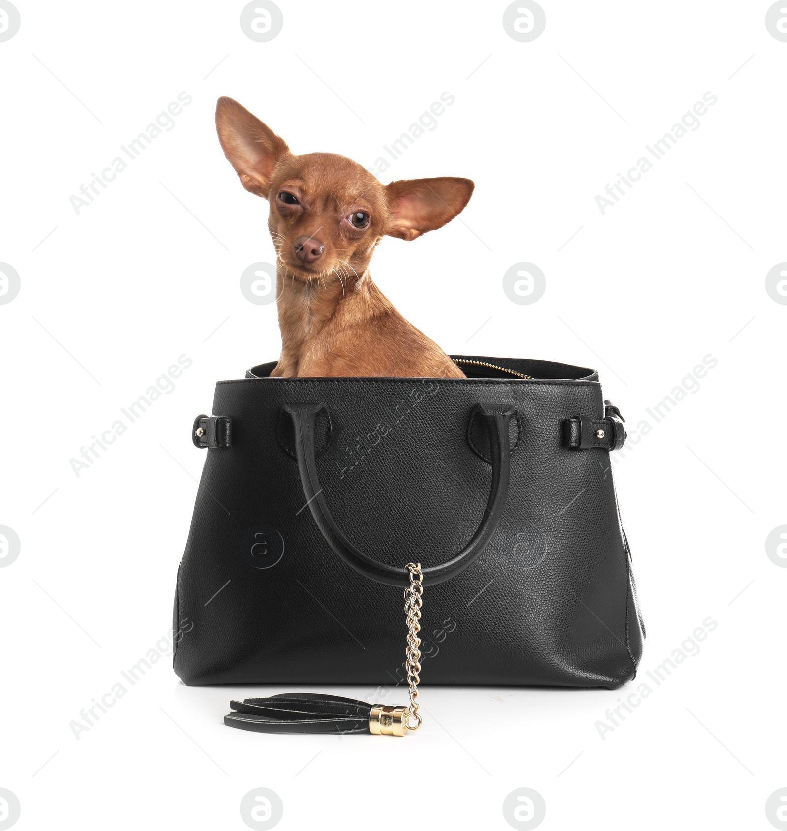 Photo of Cute toy terrier in female handbag isolated on white. Domestic dog