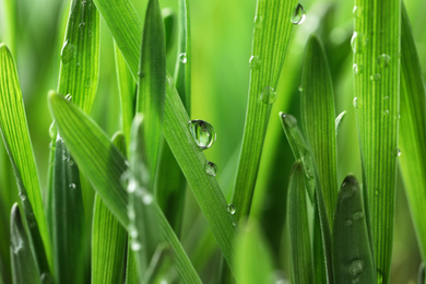 Green lush grass with water drops on blurred background, closeup