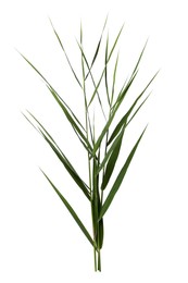 Photo of Beautiful reeds with lush green leaves on white background