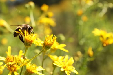 Photo of Honeybee collecting nectar from yellow flower outdoors, closeup. Space for text