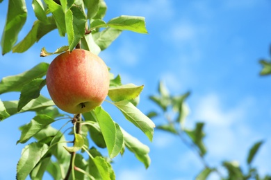 Tree branch with ripe apple against blue sky