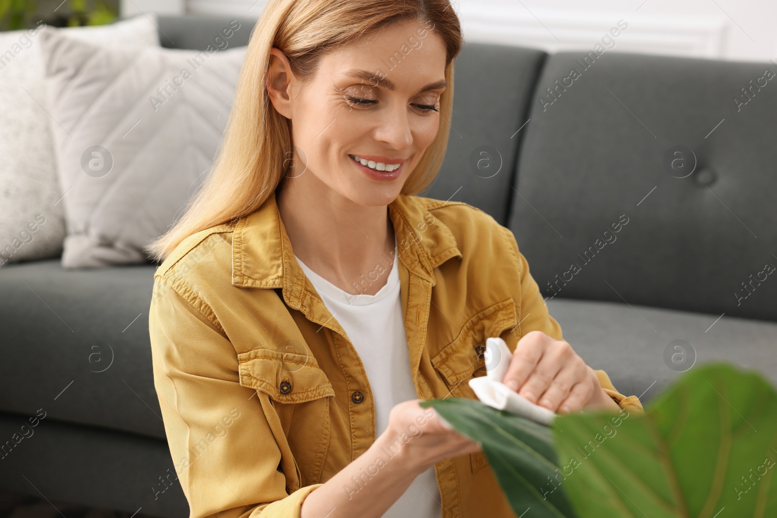 Photo of Woman wiping leaves of beautiful houseplants with cloth indoors