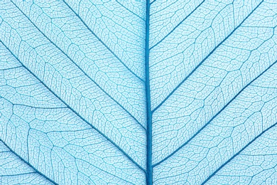 Closeup view of beautiful decorative skeleton leaf