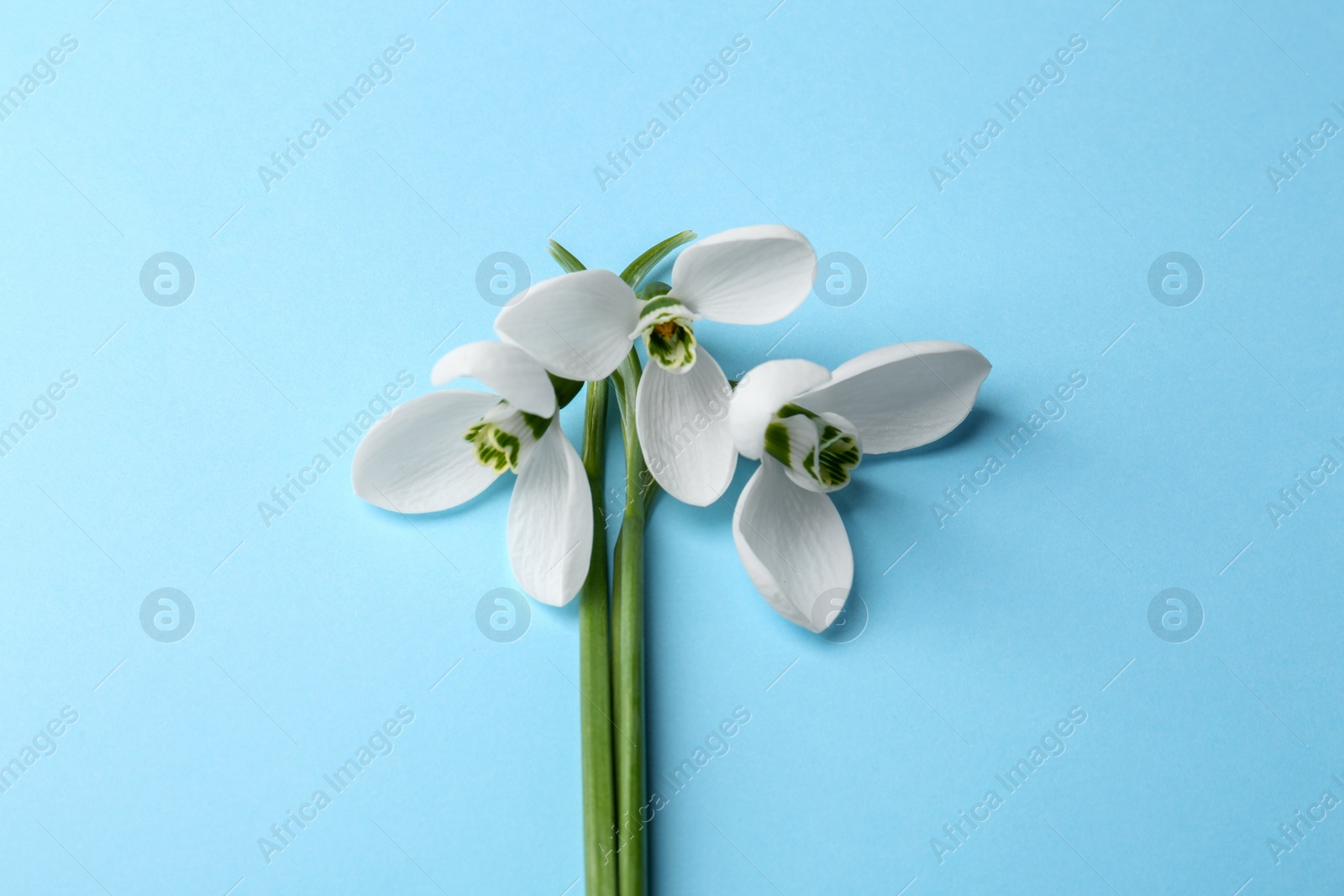 Photo of Bunch of beautiful snowdrops on light blue background